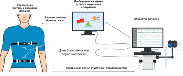 Цикл БОС для дыхательной системы