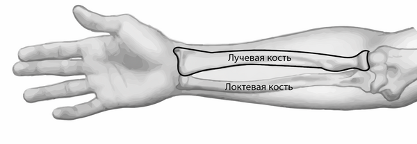 Лучевая кость проходит от локтевого сустава до запястья. Рядом расположена локтевая кость